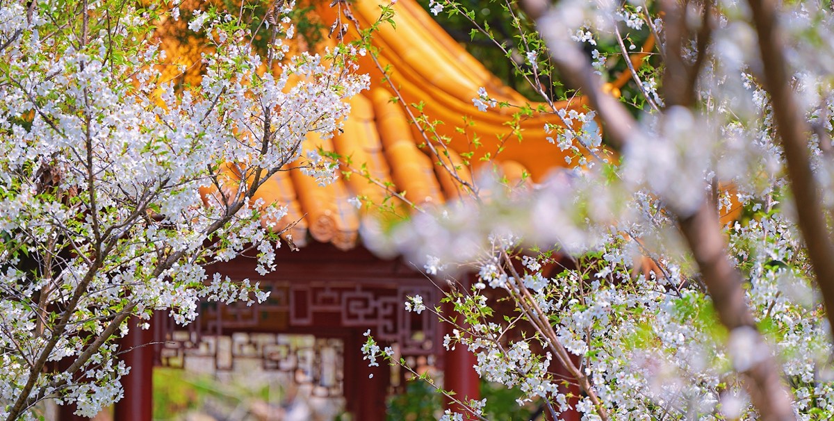 官方校园实景 4